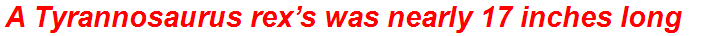 A Tyrannosaurus rex’s was nearly 17 inches long