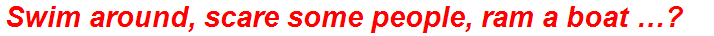 Swim around, scare some people, ram a boat …?