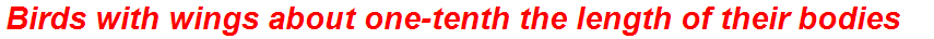 Birds with wings about one-tenth the length of their bodies
