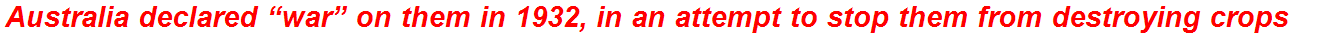 Australia declared “war” on them in 1932, in an attempt to stop them from destroying crops