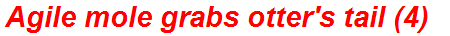 Agile mole grabs otter's tail (4)