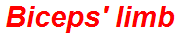 Biceps' limb