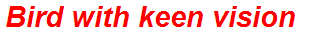 Bird with keen vision