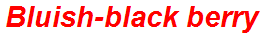 Bluish-black berry
