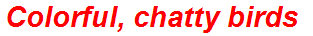 Colorful, chatty birds