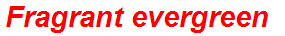 Fragrant evergreen