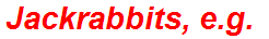 Jackrabbits, e.g.