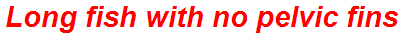 Long fish with no pelvic fins