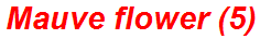 Mauve flower (5)