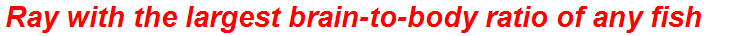 Ray with the largest brain-to-body ratio of any fish