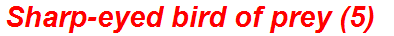 Sharp-eyed bird of prey (5)