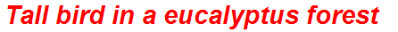 Tall bird in a eucalyptus forest