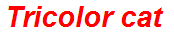 Tricolor cat