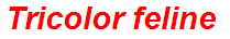 Tricolor feline