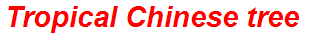 Tropical Chinese tree