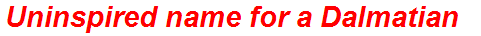 Uninspired name for a Dalmatian