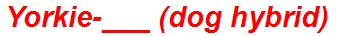 Yorkie-___ (dog hybrid)