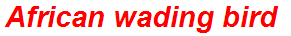 African wading bird