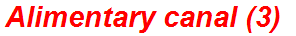 Alimentary canal (3)