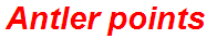 Antler points