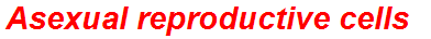 Asexual reproductive cells