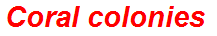 Coral colonies