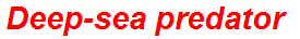 Deep-sea predator