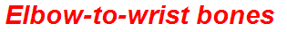 Elbow-to-wrist bones