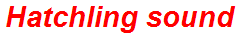 Hatchling sound