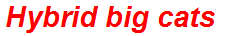 Hybrid big cats