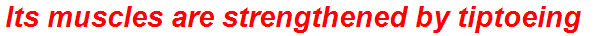 Its muscles are strengthened by tiptoeing