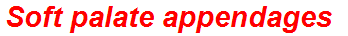 Soft palate appendages