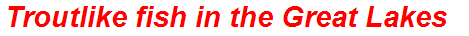 Troutlike fish in the Great Lakes