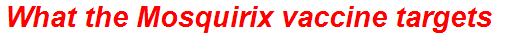 What the Mosquirix vaccine targets