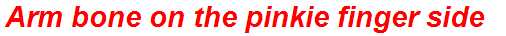 Arm bone on the pinkie finger side