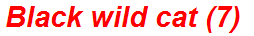 Black wild cat (7)