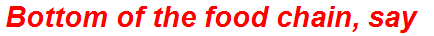 Bottom of the food chain, say