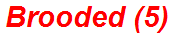 Brooded (5)
