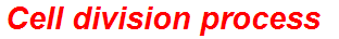 Cell division process