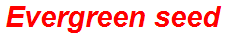 Evergreen seed