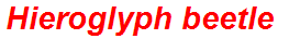Hieroglyph beetle