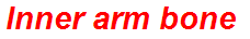 Inner arm bone
