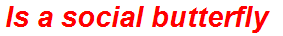 Is a social butterfly