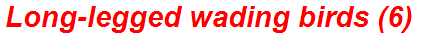Long-legged wading birds (6)