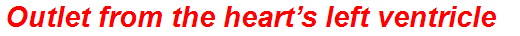 Outlet from the heart’s left ventricle