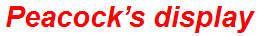 Peacock’s display