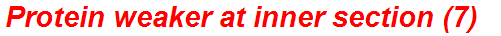 Protein weaker at inner section (7)