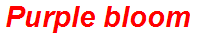 Purple bloom