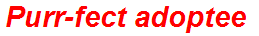 Purr-fect adoptee