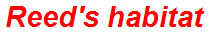 Reed's habitat